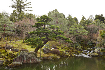 japanese garden with pond and trees