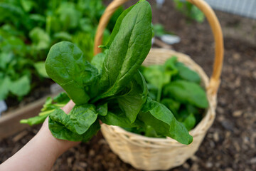 Nature's Superfood: Homegrown Spinach in the Garden. Small kitchen garden. Self-sufficiency