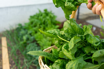 Nature's Superfood: Homegrown Spinach in the Garden. Small kitchen garden. Self-sufficiency