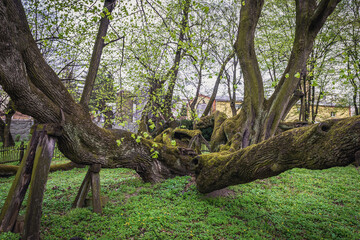 Fototapeta na wymiar 900 years old lime tree in park of castle in Bzenec town in Czech Republic