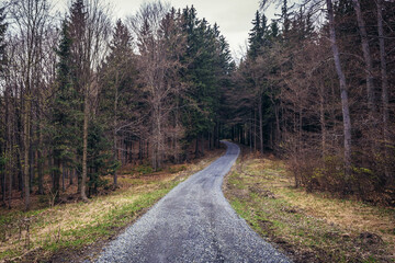 Fototapeta na wymiar Forest on Cab Mountain near Vsetin city in Beskids, Czech Republic