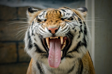 portrait of a bengal tiger