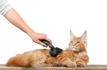 Hand Combing Ginger Cat
