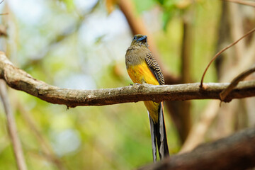 Orange-breasted Trogon bird on branch.