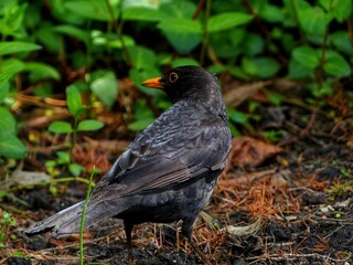 blackbird on the ground