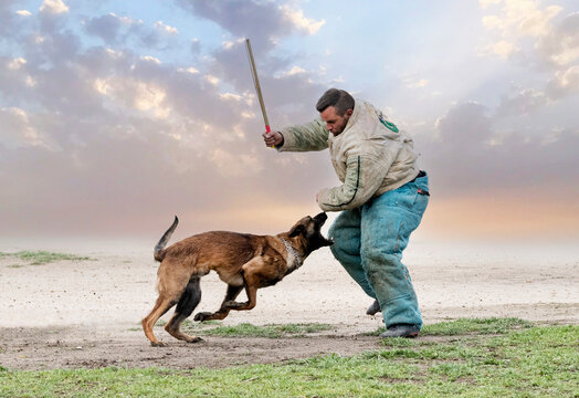 training of belgian shepherd