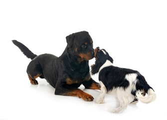 cavalier king charles and rottweiler