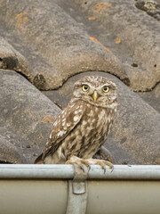 Steinkauz