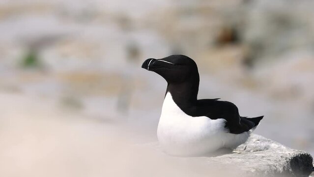 Razorbill on Machias Seal Island off the Coast of Maine