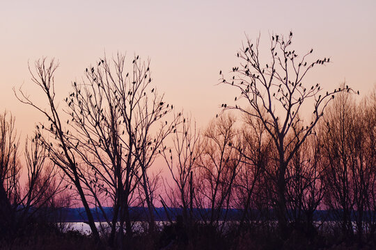 Alberi dei cormorani al tramonto
