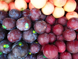 Plum, scientific name Prunus domestica L., is in the family ROSACEAE in the prune family, as well as plums, cherries, almonds