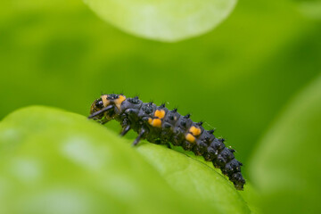 Ladybug Larvae will turn into the pretty adult ladybugs . Lady beetles