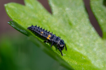 Ladybug Larvae will turn into the pretty adult ladybugs . Lady beetles