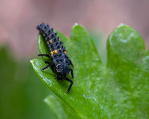 Ladybug Larvae will turn into the pretty adult ladybugs . Lady beetles