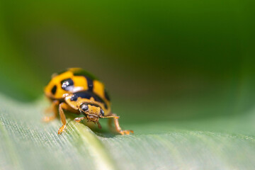 Propylea quatuordecimpunctata. Fourteen-spot Ladybug. Ladybugs feed on aphids, mites, and scale insects.