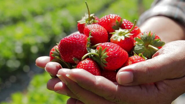 Farm fresh strawberries are in the hands of farmers. The concept of organic agriculture. food that is beneficial to the body