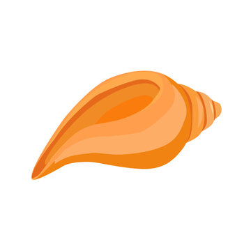 illustration of a seashell in realism