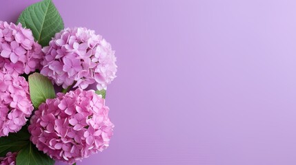 Hydrangea bouquet isolated on background. Pink flowers hortensia, blooming in spring and summer. Copy space. Generative Ai.