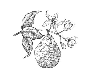 Bergamot fruit Branch. Hand Drawn Sketch Fruit with Leaves Vector Illustration. Natural Vegan Plant Based Fruit Food Doodle Isolated - obrazy, fototapety, plakaty