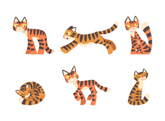 Fototapeta na wymiar Tiger Character with Orange Fur and Black Stripes Vector Set