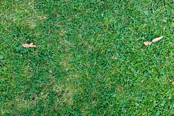 Top view of green grass texture for background