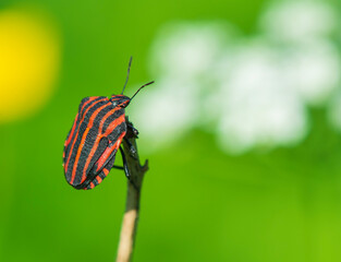 Obraz premium Graphosoma lineatum, Red and Black Striped Beetle.