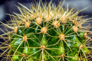Green cactus with needles close up	
