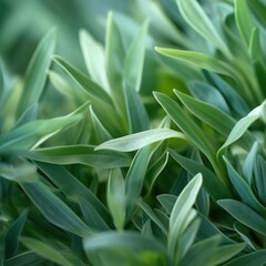Naklejka premium Tarragon leaves arranged artistically on a light-colored backdrop
