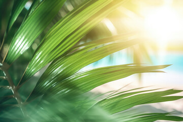 Obraz premium Palm leaves in the sunlight.