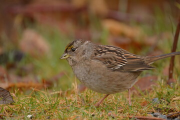 Golden-crowned Sparrow at eye level