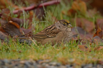 Golden-crowned Sparrow at eye level