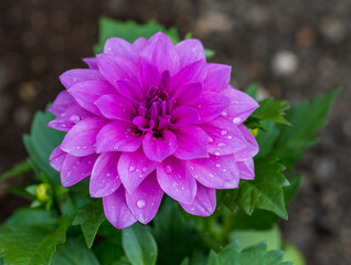 Detail of purple flower of Dahlia pinnata plant with drops of water