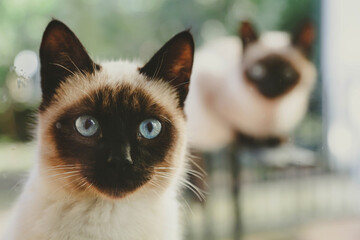 Portrait of a Siamese cat with blue eyes against another cat in a blurry focus. The Thai cat looks out the window. - Powered by Adobe