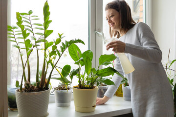 cozy green house. smiling young woman watering, caring for home plants. happy female care for Zamioculcas,  Spathiphyllum flower. Home gardening, houseplant.