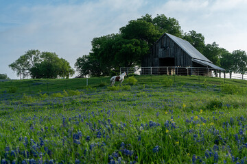 Old Texas barn during sunrise with bluebonnet wildflowers during spring time.  