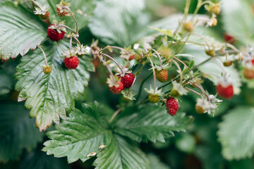 wild strawberries in the garden