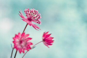 Piękne różowe kwiaty do salonu, Jarzmianka-Astrantia 
