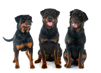 Obraz premium rottweilers in studio
