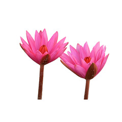 Close-up image of two isolated pink lotus flowers, showing off their stunning detail.