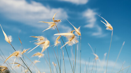 Obraz premium Plants blown by the wind under a blue sky