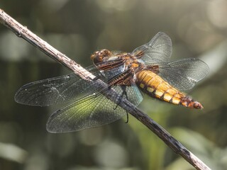 Female Broad-Bodied Chaser Dragonfly