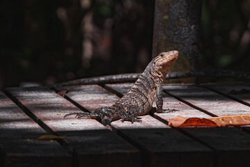 Green iguana on tree in tropical rainforest, Rio Tempisque Guanacaste, Costa Rica wildlife