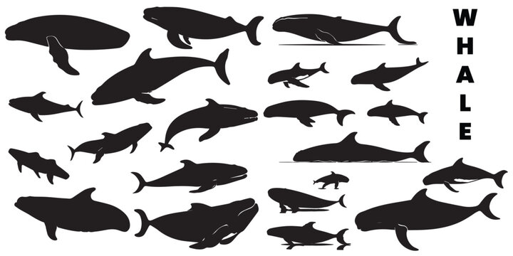 A set of silhouette whale vector illustration
