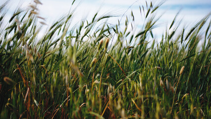 Wheat ears under a blue sky