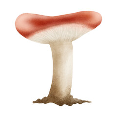 russula mushroom hand drawn illustration - obrazy, fototapety, plakaty