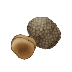 truffle mushroom hand drawn illustration