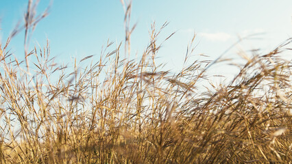 Obraz premium Hay plants blown by the wind under a blue sky