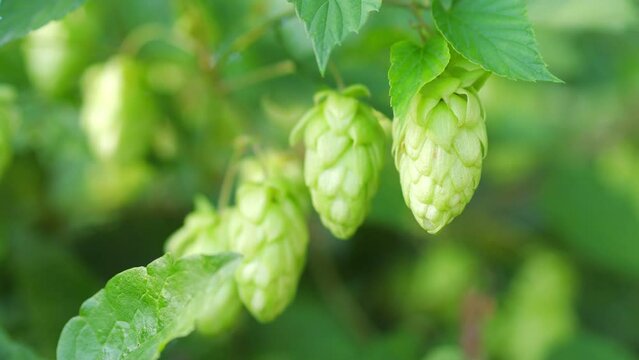 Twig of hops on the plantation in 4K slow motion 60fps