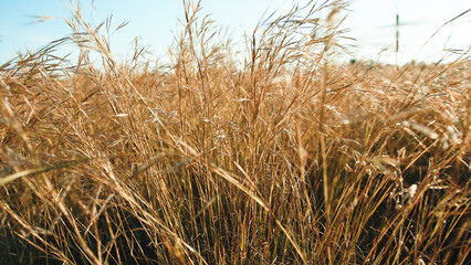 Spelt plants blown by the wind © francescosgura