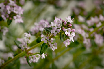 Pink flowering fresh thyme plant close up in the garden  